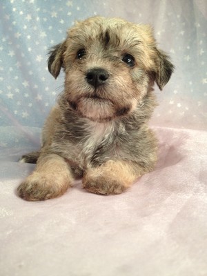 Female Miniature Schnoodle Puppy for Sale Iowa Breeder September 2012